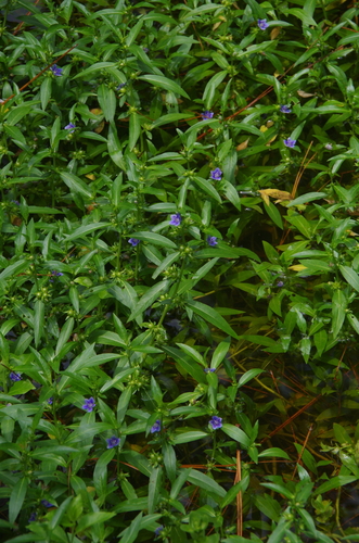 Oneflower false fiddleleaf (Hydrolea uniflora)