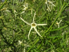 Anthocercis angustifolia