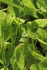 Hydrocotyle tribotrys