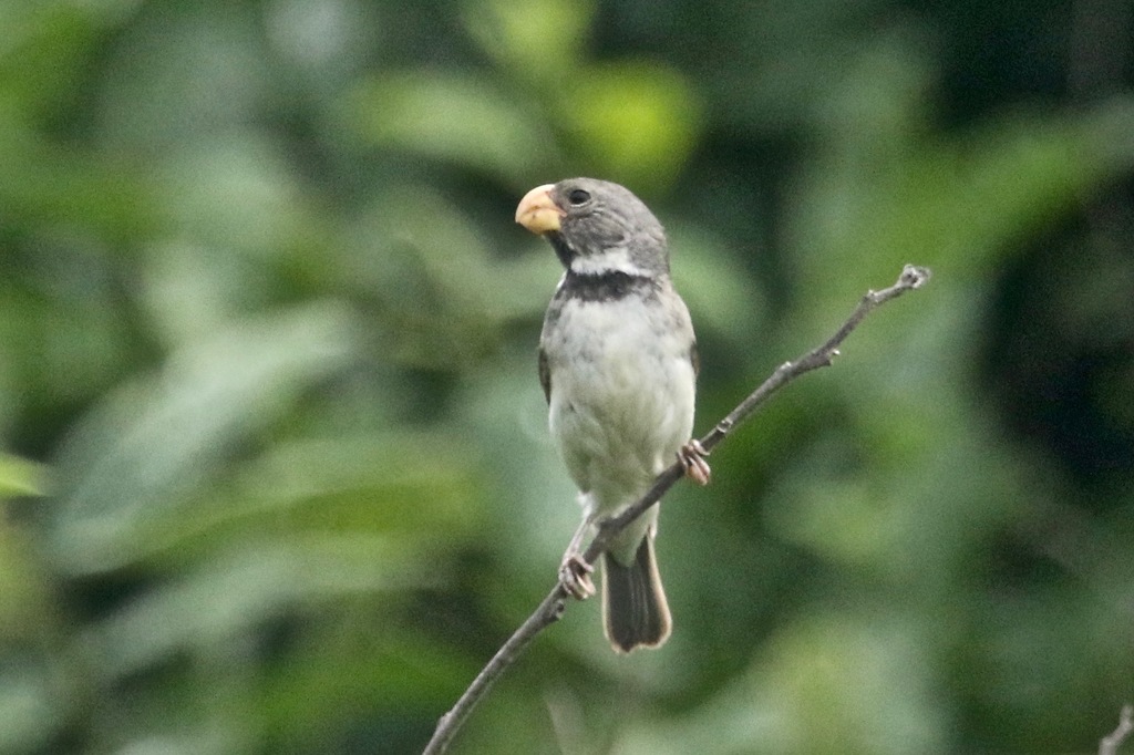 Parrot-billed Seedeater (Sporophila peruviana) photo