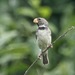 Parrot-billed Seedeater - Photo (c) abcdefgewing, some rights reserved (CC BY-NC), uploaded by abcdefgewing