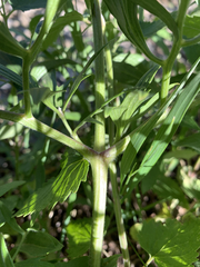 Clematis hirsutissima