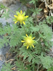 Ivesia jaegeri