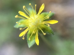 Ivesia jaegeri