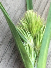 Carex sychnocephala