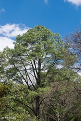 Pinus maximinoi