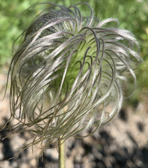 Clematis hirsutissima