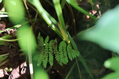 Thelypteris palustris pubescens
