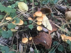 Pholiota lucifera