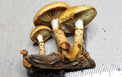 Pholiota lucifera