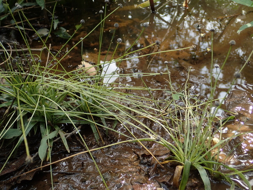 Eriocaulon nepalense, photograph 2