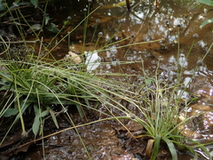 Eriocaulon truncatum