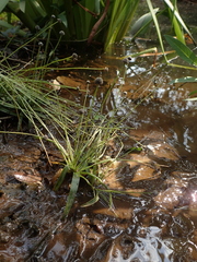 Eriocaulon truncatum