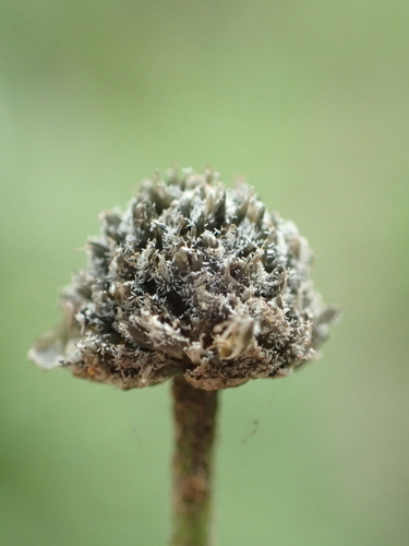 Eriocaulon nepalense, photograph 5