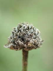 Eriocaulon truncatum