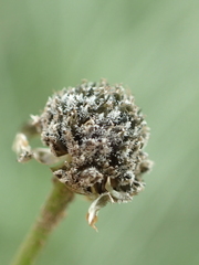 Eriocaulon truncatum
