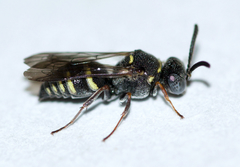 Epinysson tramosericus