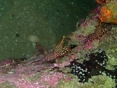 Rhynchocinetes serratus