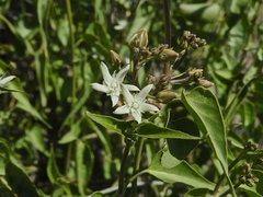 Cynanchum floribundum