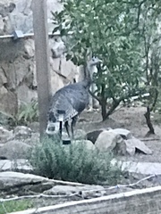 Meleagris gallopavo mexicana