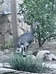 Meleagris gallopavo mexicana