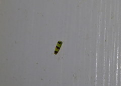 Erythroneura integra
