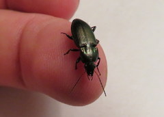 Poecilus chalcites