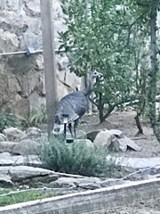 Meleagris gallopavo mexicana