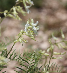 Astragalus racemosus