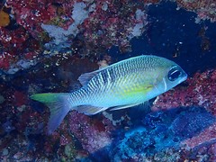 Scolopsis margaritifera