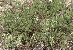Astragalus racemosus