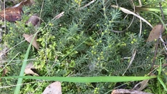 Acacia aculeatissima