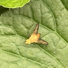Icterica