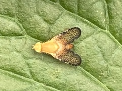 Icterica