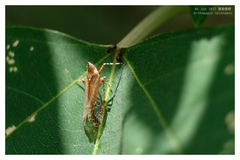 Orthopagus splendens