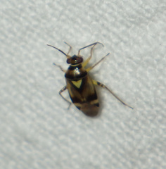 Orthops