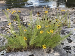 Coreopsis pulchra