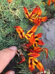 Lotus berthelotii