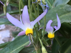 Primula fragrans