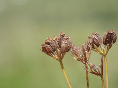 Bupleurum kaoi, photograph 5
