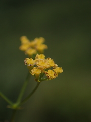 Bupleurum kaoi