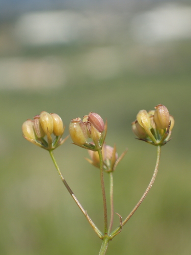 Bupleurum kaoi, photograph 4