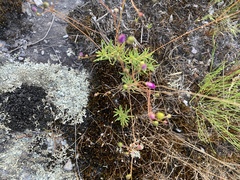 Phemeranthus mengesii