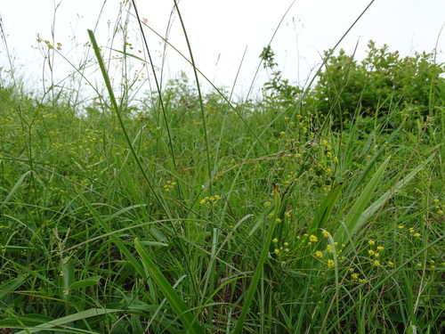Bupleurum kaoi, photograph 2