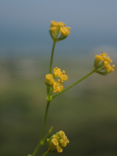 Bupleurum kaoi, photograph 3