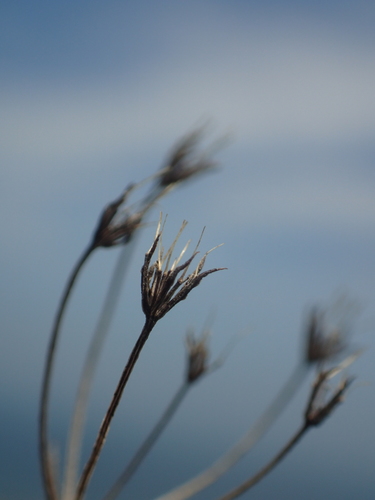 Bupleurum kaoi, photograph 6