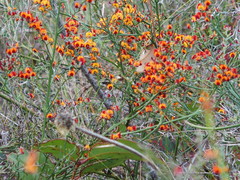 Daviesia flexuosa