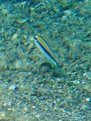 Pentapodus paradiseus