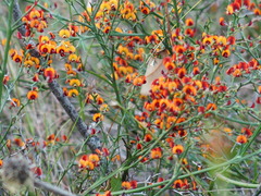 Daviesia flexuosa
