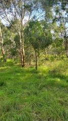 Exocarpos cupressiformis